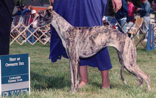 Fling BOS Lancaster Kennel Club